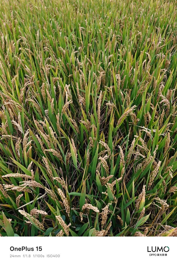 3999的一加15 好像心甘情愿当子品牌了