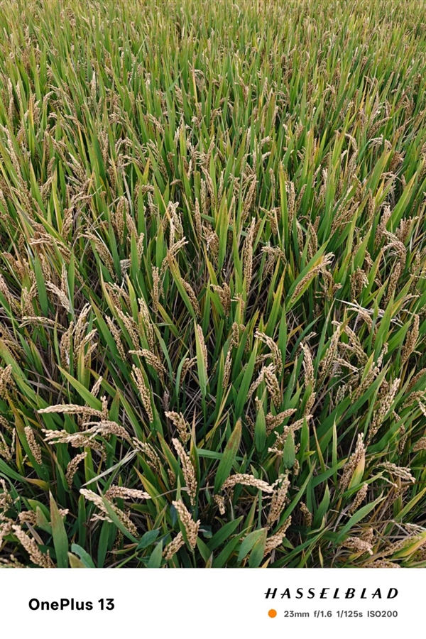 3999的一加15 好像心甘情愿当子品牌了