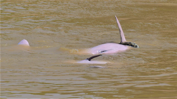 把蛇含嘴里互相传递  罕见拍到亚马逊河豚“戏耍”蟒蛇