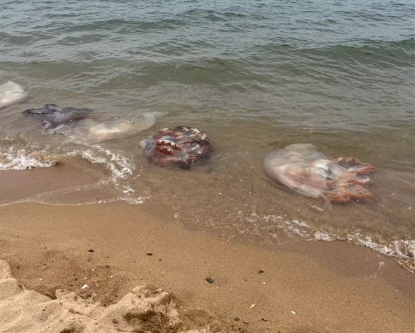 男子酒后骑摩托车压到洒落海蜇打滑摔死 法院判定4方过错