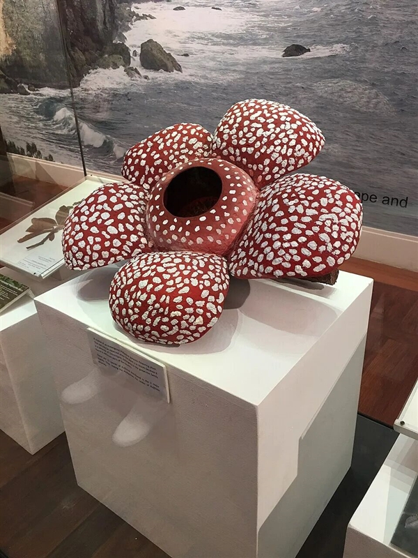 仿佛地狱使者！苦寻13年终见大王花盛开：硕大鲜艳 散发恶臭