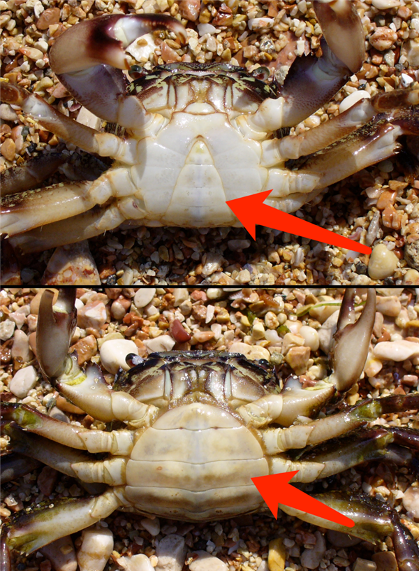 螃蟹从胸口排便 用眼睛尿尿！你还很爱吃