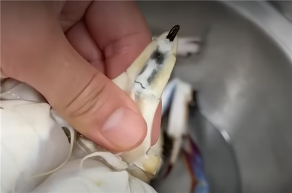 它从胸口排便 用眼睛尿尿!你还很爱吃