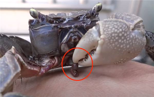 它从胸口排便 用眼睛尿尿!你还很爱吃