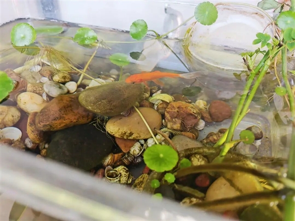 宠物金鱼北美泛滥:成群结队 堪称金鱼蝗灾”