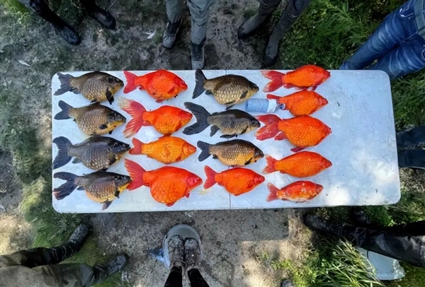 宠物金鱼北美泛滥:成群结队 堪称金鱼蝗灾”