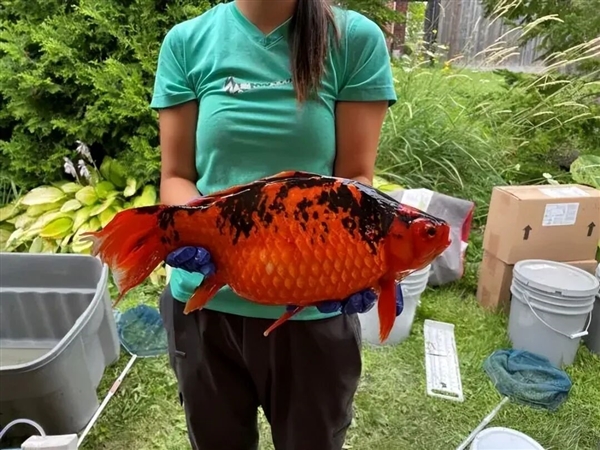 宠物金鱼北美泛滥:成群结队 堪称金鱼蝗灾”