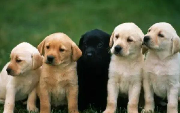 修旧利废，多少年来领教过代表打一个最佳生肖，释义解释词语落实