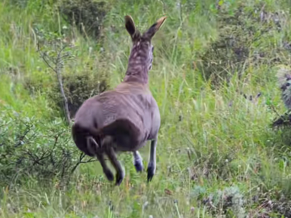 世界最濒危的物种之一!甘肃有牧民在河谷拍到国一保护动物马麝