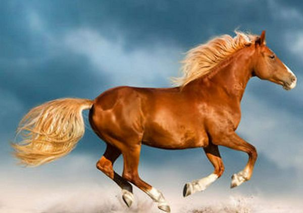 文质彬彬指什么生肖；解释作答落实解答