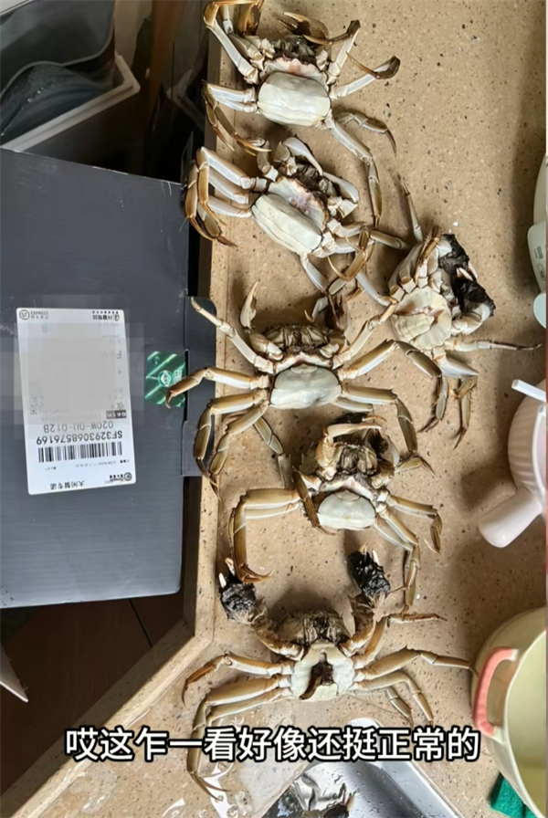 顾客AI合成死螃蟹要求退款 最新进展来了：被拘8日 195元全额追回