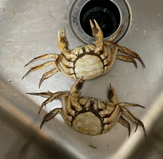 顾客AI合成死螃蟹要求退款 最新进展来了：被拘8日 195元全额追回