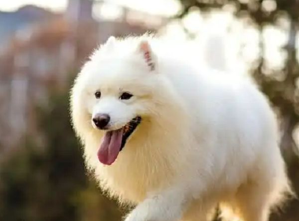 甚嚣尘上是打一哪个最佳生肖，精选落实解释