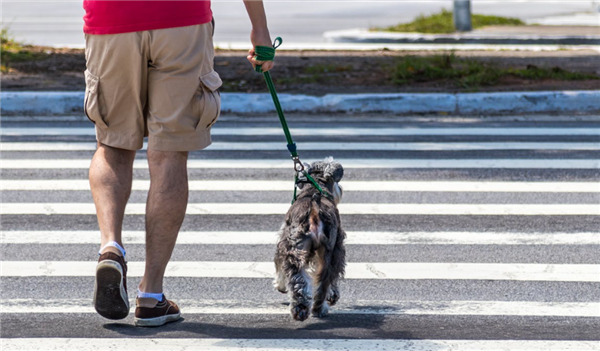 养狗人士注意了！“史上最严养犬令”正式实施 罚款翻倍伤人可拘留：律师解读