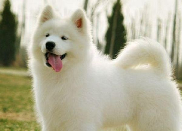 “惆怅无日见范蠡”指是什么生肖；解释作答落实解答