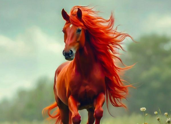 惹火上身是指哪个生肖，释义解释词语落实