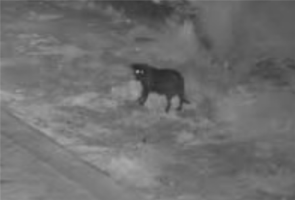 为省钱意大利男子苦练狗子夜晚出街丢垃圾：最终被罚