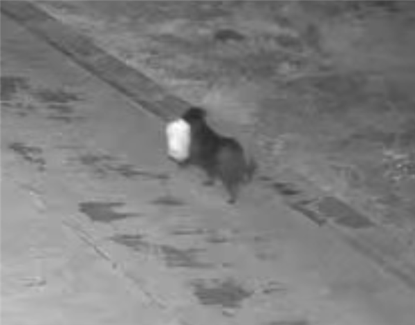 为省钱意大利男子苦练狗子夜晚出街丢垃圾：最终被罚