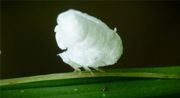 这种小虫子仿佛行走的“爆米花”！通体雪白毛茸茸一团 底下长脚走得飞快