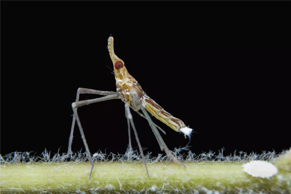 这种小虫子仿佛行走的“爆米花”！通体雪白毛茸茸一团 底下长脚走得飞快